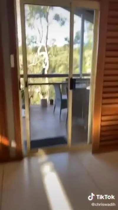 Finding out whether kookaburras like pasta