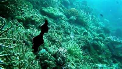 Anyone knows the name of this creature?