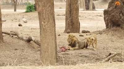 Lioness flirts with male just to steal his food