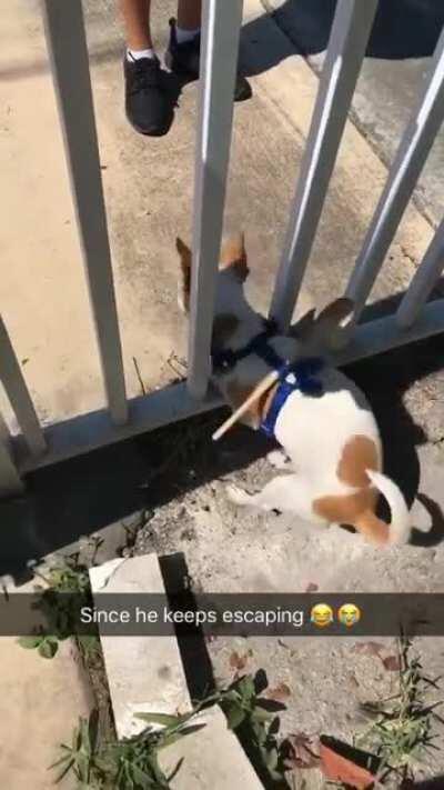 How to stop your little dog from escaping the garden