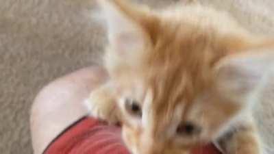 Crispy's yells we're so cute and small when he was a baby