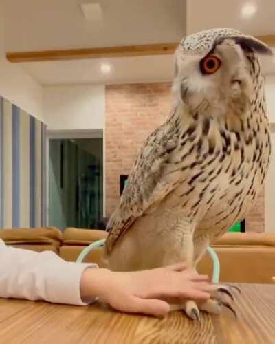 Losing the limb game is not an option.