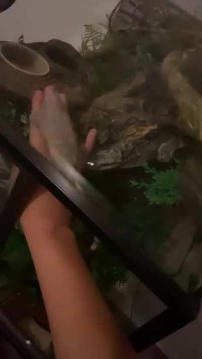 I always wiggle my fingers where I leave her food so she’ll know where it is...this is the first time she went for my fingers lmao Love her very much :’)