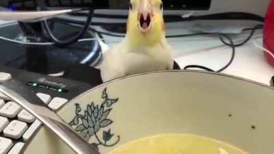 this birb thinks he's slick :D