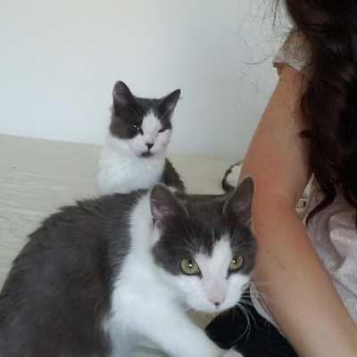 Ex foster kittens (already adopted!) DEMANDING ATTENTION. This was their 2nd day at my house. Watch with sound 😍