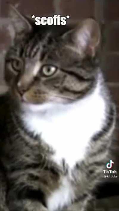 The cats survived the puppy swarm