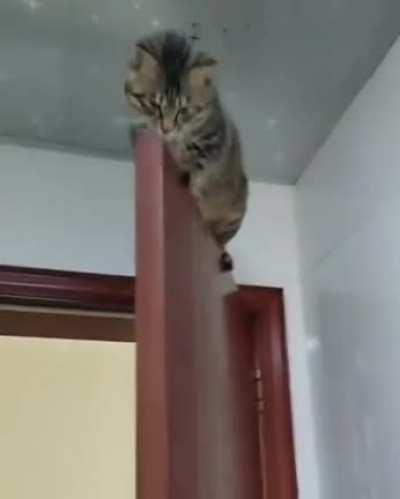 Catculating sleeping place