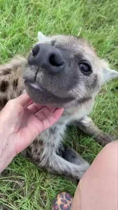 Posting yeen videos every day until I get to pet one Day 504 Peanut being the most adorable cuddle hyena ever