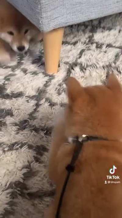 Fry had a play date with his brother, Sonny