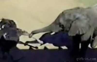 Do not...peck...the trunk...