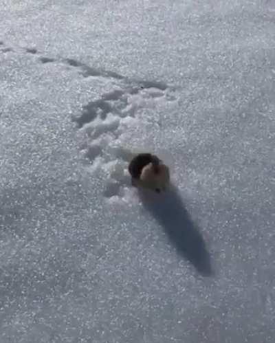 Skier encounters a highly territorial marmot on the slopes
