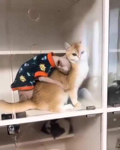 What do u know about love?