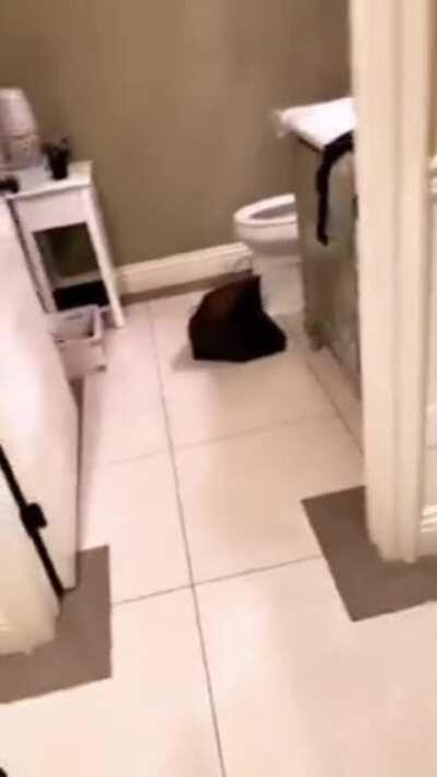 Supercut of Maddy and Jai Nice trying on outfits for New Year's Eve 2018