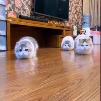 Cats react to a mop sweeping across the floor