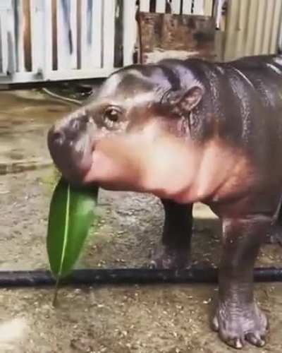Leaf gobbling aqua piglet