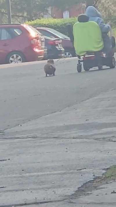 This chonkasorus dachsund.