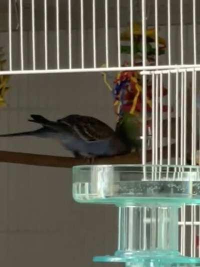 Peanut Butter and Jelly