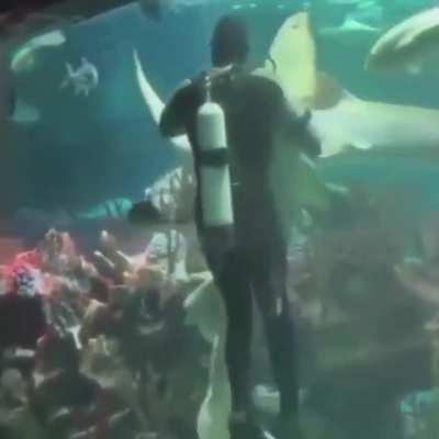 “May I have this dance, m’sharky?”