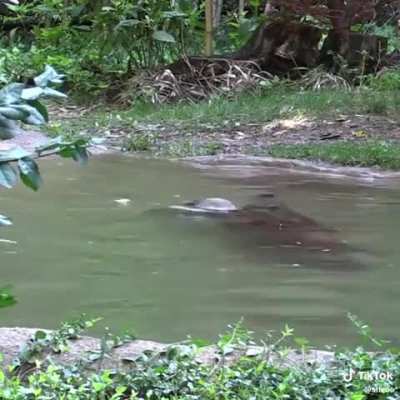 And people will still call them stinky :/