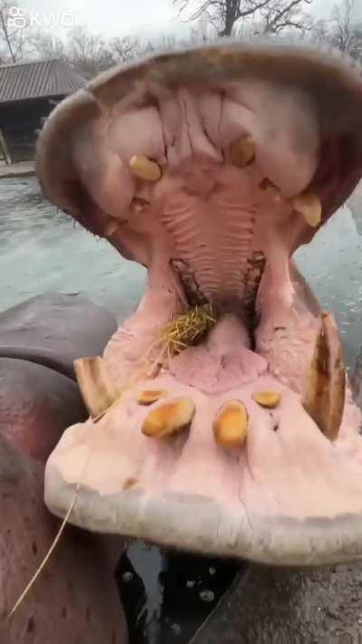 Hippos Eating Watermelons 