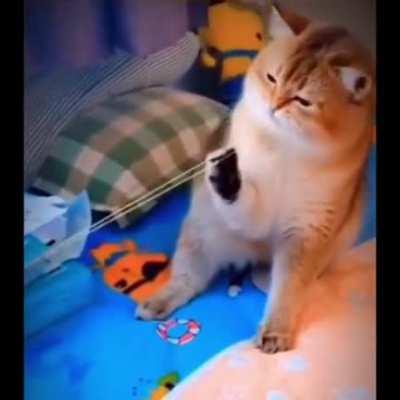 Cute Cat aahhhhh ahhhhhhh 😂🤣