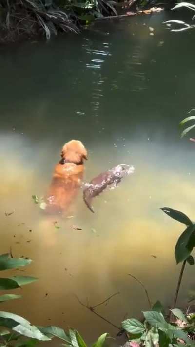 Getting a swimming lesson from friend