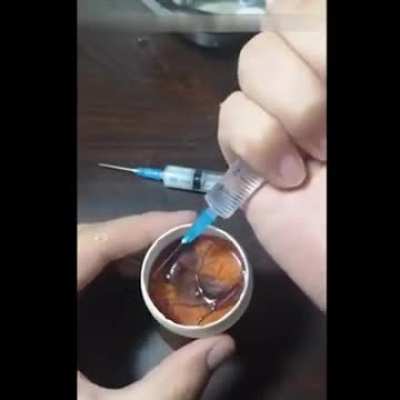 This guy grows a chicken in an open egg