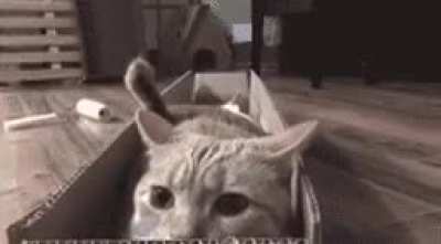 Watch cat die inside