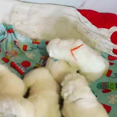 Can’t wait to bring one of these cuties home! @the_opie_experience