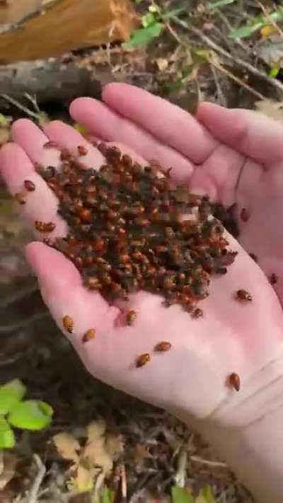 My wife found a super cluster of ladybugs while hiking in Idaho last week…
