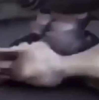 Uh oh. Donkey lives matter