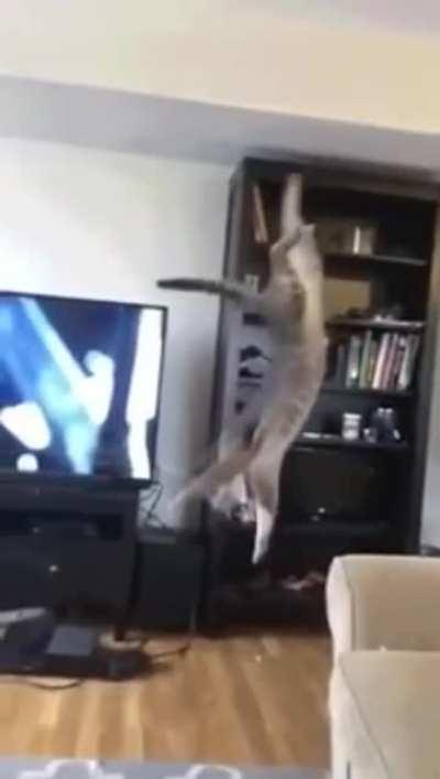 Hold my catnip while I demonstrate how a majestic 'apex predator' takes care of business, for real this time.