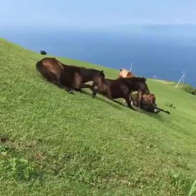 To slide down the hill
