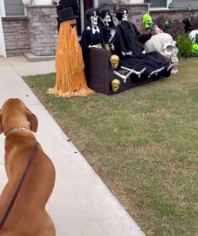 Doggo just wanted to meet his new friends