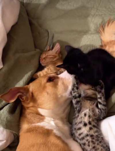 Ginger The Foster Mum With Her Rescue Kitties