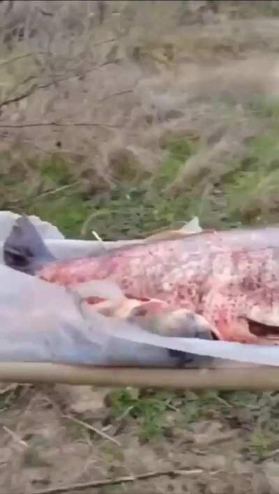 Huge Fish Caught From Dnipro River 