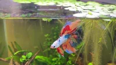 Kobe, my new junior double tail. How gorgeous is he?!