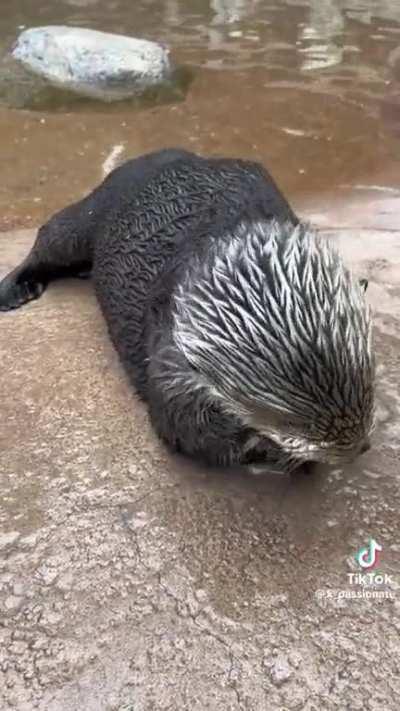 Otter tippy taps