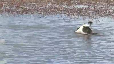 Hooded Grebe Courtship Dance (30 sec youtube video)