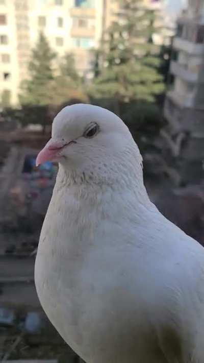 Can I have some snacks?