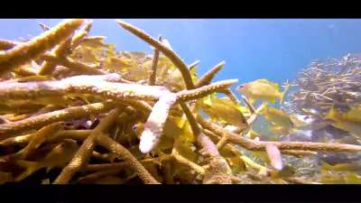 Sea Grass and Corals of Isla Mujeres