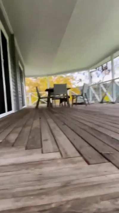 Baby Lizzie is working on her tippy taps at Where Pigs Fly Farm Sanctuary