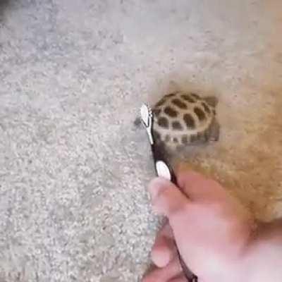 Tartaruga tomando banho