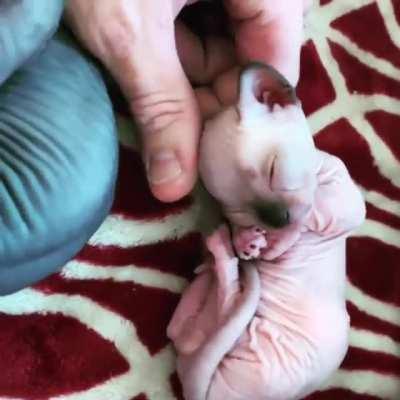 Carlitas baby, Slinky. He turned out to be one of my best buddies