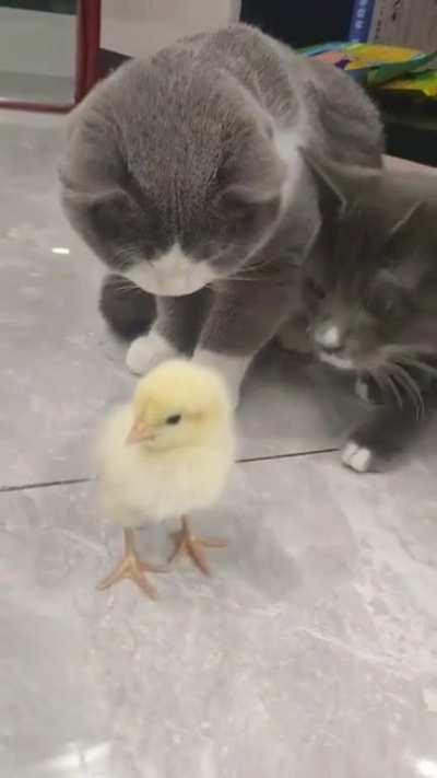 First time to meet chick