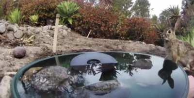 Man sets up simple water fountain on desert property used by hundreds of animals