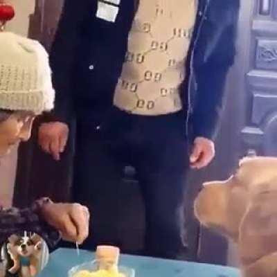 It's amazing to see that the Golden only loves Grandma