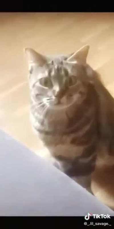 CaT kIlLeD vIoLeNtLy UsInG tElEkINeSiS