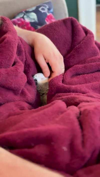 Adopted parrot loves to snuggle