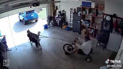 This owner found the perfect way to satisfy the huskies’ love for work